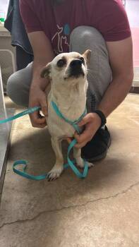 Chihuahua Dogs Available for Adoption in New Braunfels, Texas - Johnny | PetCurious