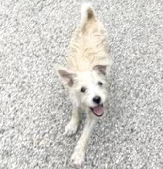 A659099 -  Chihuahua and Mixed Breed Dog for Adoption in Houston, Texas - A659099 | PetCurious