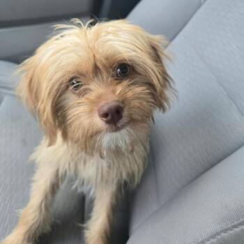Cheese Toast NHR -  Yorkshire Terrier and Australian Terrier Dog for Adoption in Austin, Texas - Cheese Toast NHR | PetCurious