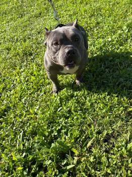 Missy -  American Bully Dog for Adoption in Davie, Florida - Missy | PetCurious