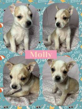 Chihuahua Dogs Available for Adoption in Ringwood, New Jersey - Molly | PetCurious