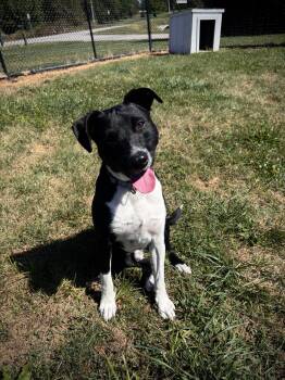 Rescue Coonhound and Mountain Cur Dogs for Adoption in Greensburg, Indiana - Mr. Pickles | PetCurious