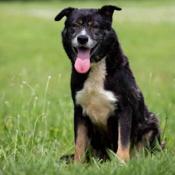 Rescue Australian Shepherd and Cattle Dog Dogs for Adoption in Henderson, Kentucky - Snickers | PetCurious