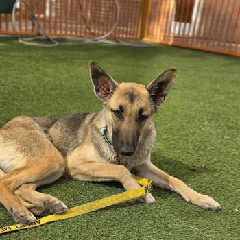 German Shepherd Dog Dogs Available for Adoption - SOLARIA | PetCurious