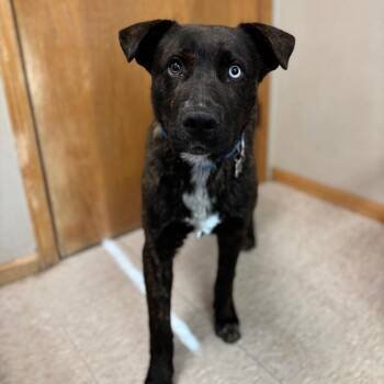 Pit Bull Terrier and Mixed Breed Dogs Available for Adoption - Benson--In Foster | PetCurious