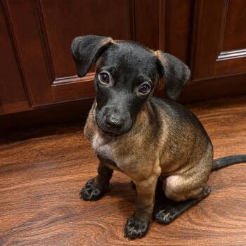 Basil - The Precious Pup -  Miniature Pinscher and Labrador Retriever Dog for Adoption in Carolina, Carolina - Basil - The Precious Pup | PetCurious
