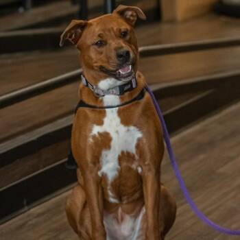 Rescue Mountain Cur and Pit Bull Terrier Dogs for Adoption in Bartlett, Tennessee - Carley | PetCurious