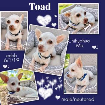 Toad WV11175-T (only 7 pounds) -  Chihuahua Dog for Adoption in Missouri City, Texas - Toad WV11175-T (only 7 Pounds) | PetCurious