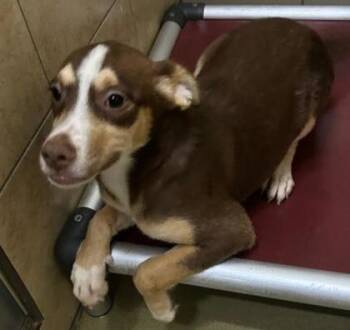 Mesi -  Mixed Breed Dog for Adoption in West Chester, Pennsylvania - Mesi | PetCurious