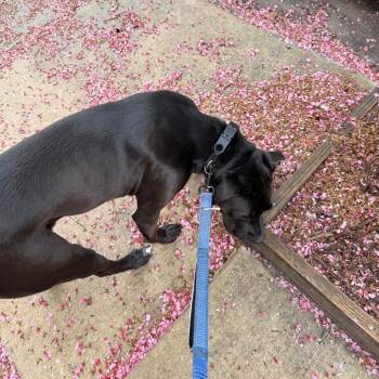 Bullmastiff and Mixed Breed Dogs Available for Adoption in Philadelphia, Pennsylvania - Onyx | PetCurious