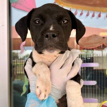 American Staffordshire Terrier Dogs Available for Adoption - Blue | PetCurious