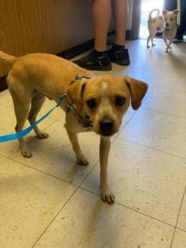 Rescue Chihuahua and Mixed Breed Dogs for Adoption in Stockton, California - JOEY | PetCurious