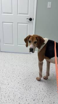 Boone -  Coonhound Dog for Adoption in Elberton, Georgia - Boone | PetCurious