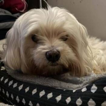 MeeMaw - Foster Needed -  Maltese and Bichon Frise Dog for Adoption in Monticello, Minnesota - MeeMaw - Foster Needed | PetCurious