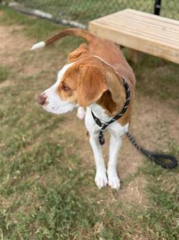 Aldi -  Mixed Breed Dog for Adoption in Atlanta, Georgia - Aldi | PetCurious