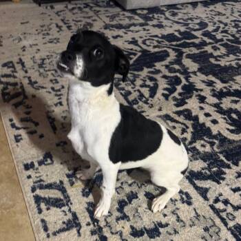 Belena -  Jack Russell Terrier and Chihuahua Dog for Adoption in Austell, Georgia - Belena | PetCurious