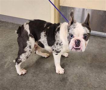 HERA -  French Bulldog Dog for Adoption in Tustin, California - HERA | PetCurious
