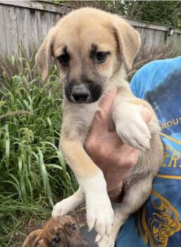Jetta -  Golden Retriever and Great Pyrenees Dog for Adoption in Bull Valley, Illinois - Jetta | PetCurious