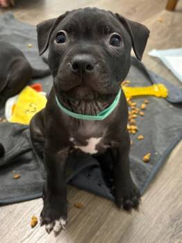Rescue Pit Bull Terrier and Black Labrador Retriever Dogs for Adoption in Columbus, Ohio - PEPPER | PetCurious