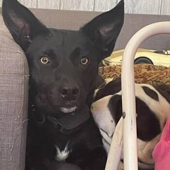 Shepherd Dogs Available for Adoption - Parker | PetCurious