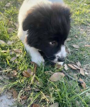 Great Pyrenees Dogs Available for Adoption - Pepper DFW | PetCurious