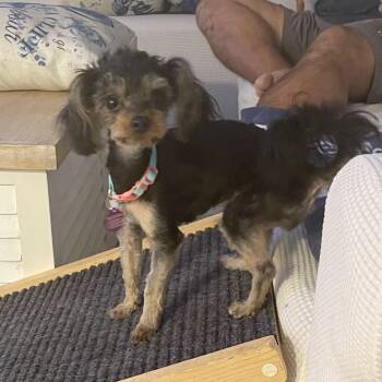 Rescue Yorkshire Terrier Dogs for Adoption in Sunrise, Florida - Poppy | PetCurious