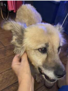Mabel -  Golden Retriever Dog for Adoption in Houston, Texas - Mabel | PetCurious