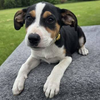 Acadia -  Labrador Retriever and Australian Shepherd Dog Available for Adoption in Holiday Hills, Illinois - Acadia | PetCurious