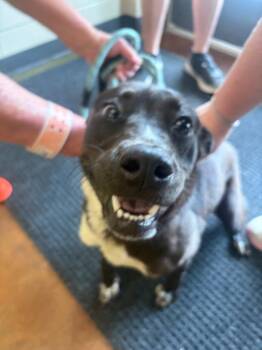 Braylee -  Labrador Retriever Dog for Adoption in Gallatin, Tennessee - Braylee | PetCurious