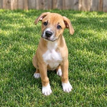 Dolly -  Black Mouth Cur Dog for Adoption in Houston, Texas - Dolly | PetCurious