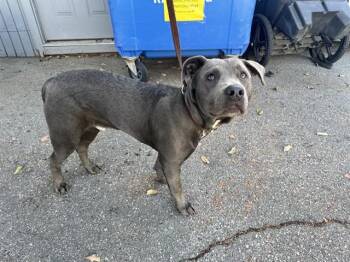 Pit Bull Terrier Dogs Available for Adoption - RORY/MY LOAF | PetCurious