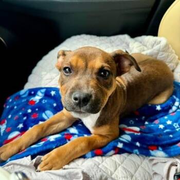 Pit Bull Terrier and American Staffordshire Terrier Dogs Available for Adoption in Dallas, Texas - Darla | PetCurious