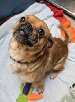 Garbanzo -  Pug Dog for Adoption in Bellingham, Washington - Garbanzo | PetCurious