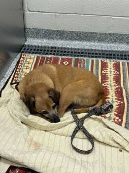 Rescue Terrier and Mixed Breed Dogs for Adoption in Knoxville, Tennessee - Troy Barkin | PetCurious