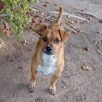 Greta -  Chihuahua and Terrier Dog for Adoption in Escondido, California - Greta | PetCurious