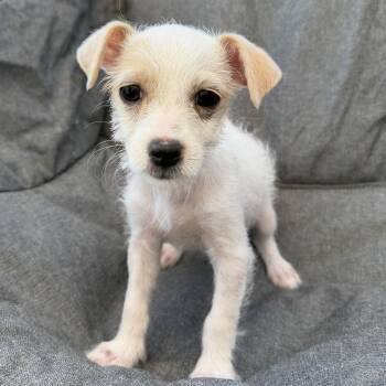 Celandine -  Miniature Schnauzer and Jack Russell Terrier Dog for Adoption in San Diego, California - Celandine | PetCurious