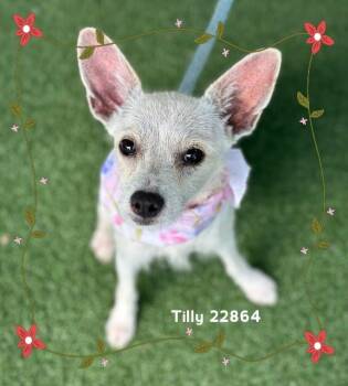 TILLY -  Terrier Dog for Adoption in Marietta, Georgia - TILLY | PetCurious