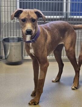 Rescue Hound and Mixed Breed Dogs for Adoption in Norfolk, Virginia - Ruby | PetCurious