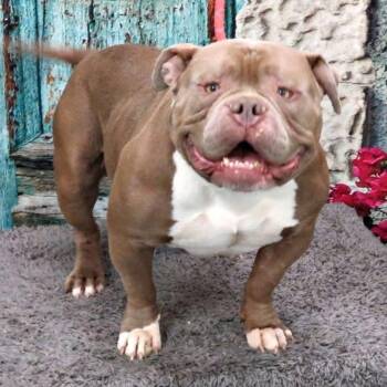 Pit Bull Terrier Dogs Available for Adoption in Lynchburg, Virginia - Adrik | PetCurious