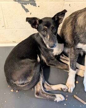 Stacy #175 -  Border Collie Dog for Adoption in New Lexington, Ohio - Stacy #175 | PetCurious