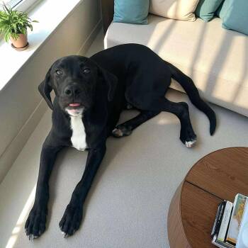 Rescue Labrador Retriever and American Staffordshire Terrier Dogs for Adoption in Houston, Texas - Seltzer | PetCurious