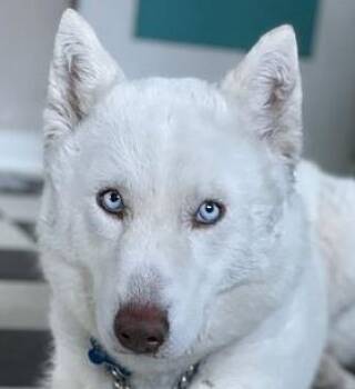 Husky and Samoyed Dogs Available for Adoption in Los Angeles, California - Morgiana | PetCurious