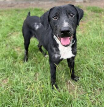 BLUEY -  Labrador Retriever and Mixed Breed Dog for Adoption in Conroe, Texas - BLUEY | PetCurious