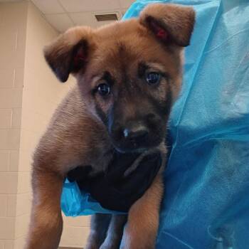 Mixed Breed Dogs Available for Adoption - Coco Bear | PetCurious