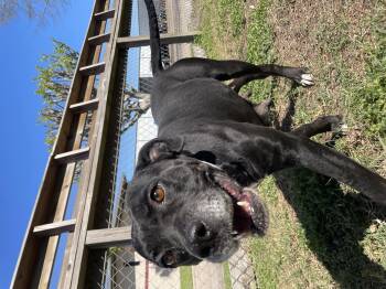 Rescue American Staffordshire Terrier Dogs for Adoption in Spring, Texas - Cookie | PetCurious