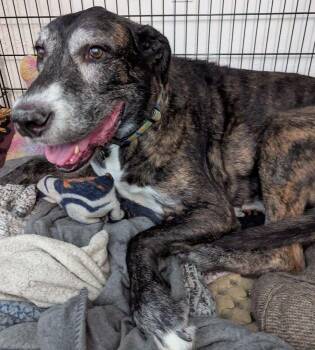 Hiro -  Great Dane and Irish Wolfhound Dog for Adoption in Larkspur, Colorado - Hiro | PetCurious