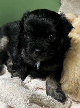 Lemon Drop -  Shih Tzu Dog for Adoption in Kennewick, Washington - Lemon Drop | PetCurious