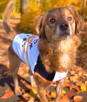 Rescue Dachshund Dogs for Adoption in Elizabethton, Tennessee - BARKLEY | PetCurious