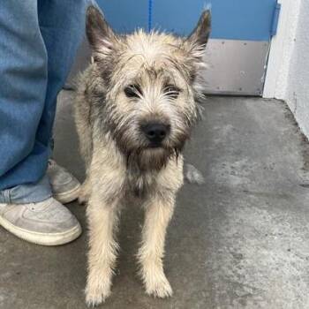 Cairn Terrier Dogs Available for Adoption - Magnus | PetCurious