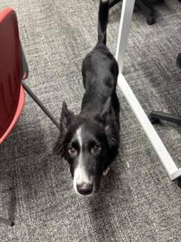 Mixed Breed and Border Collie Dogs Available for Adoption - Denzel | PetCurious